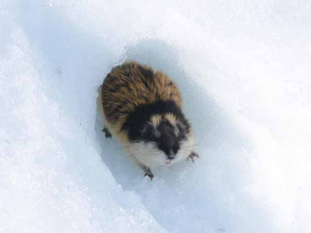 Lemmings - the truth behind the myths - Nature Travels Blog